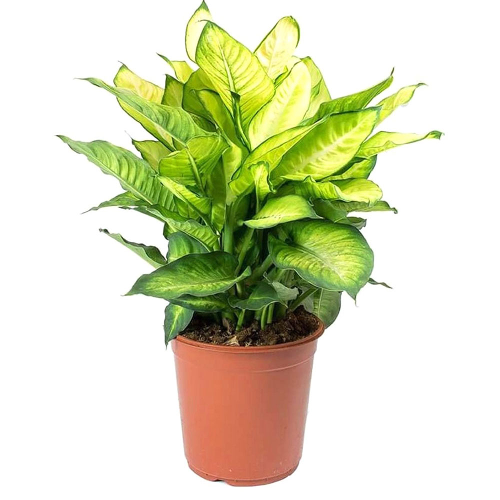 Диффенбахия компакта Dieffenbachia compacta