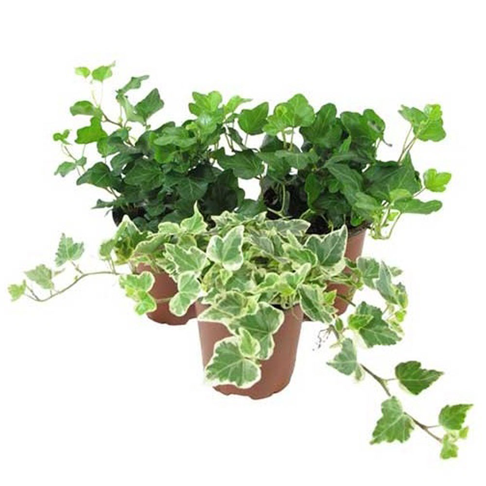 Комнатное растение группа 23 пятерочка. Плющ Хедера. Хедера Хеликс. Плющ Хедера Хеликс. Цветок Хедера Хеликс микс