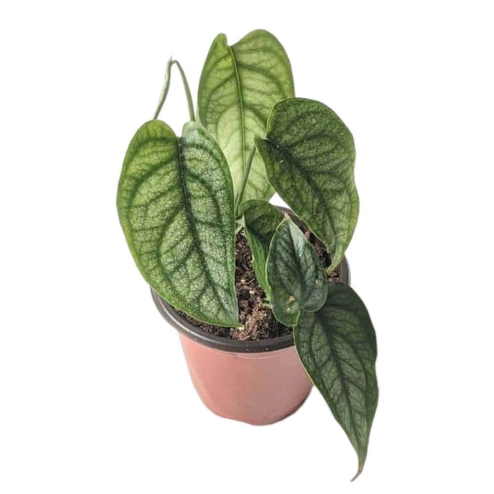 Растение горшечное Монстера Сильтепекана (Monstera Siltepecana) 12х25см