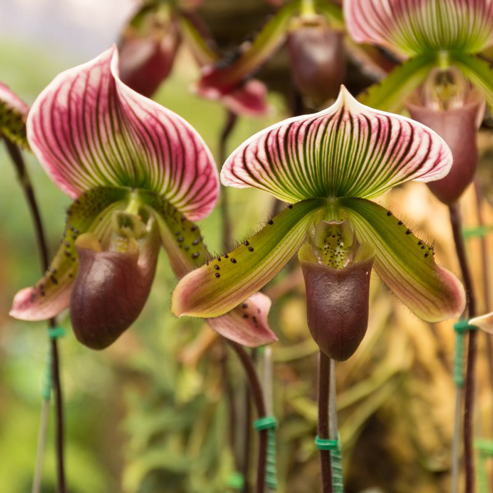 Комнатные башмачки. Орхидея Венерин башмачок. Paphiopedilum Орхидея. Пафиопедилум Венерин башмачок Орхидея. Орхидея Пафиопедилум Америка гибрид.