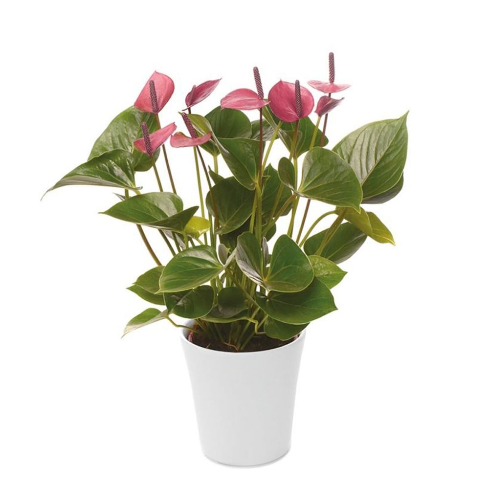 антуриум беби пурпл описание. Baby purple. антуриум беби пурпл. бейби перпл. Baby purple.